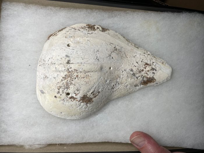 Shell Mask