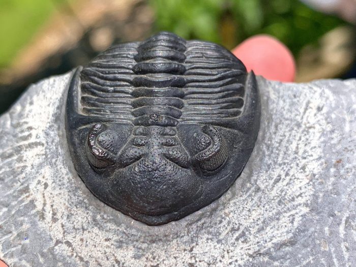 Fine Hollardrops Trilobite - Nice example