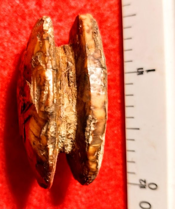 Carved Fossil Bone Eskimo Cheek Plug - Alaska