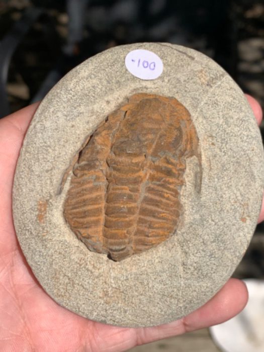 Cambrian Moroccan Trilobite- nice example