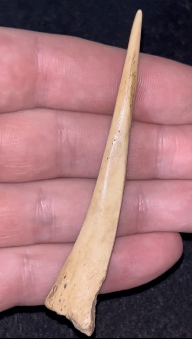 Fantastic 3 5/8” Kentucky Bone Awl