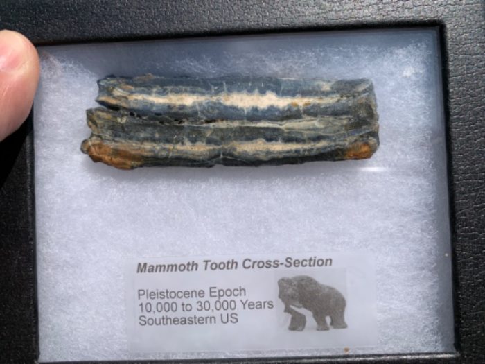 Sliced of Fossil Mammoth tooth with case