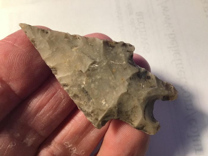 Uvalde County Needle-Tipped Perd
