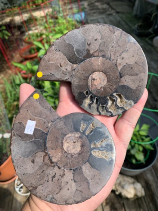 Split and Polished Ammonite Fossil