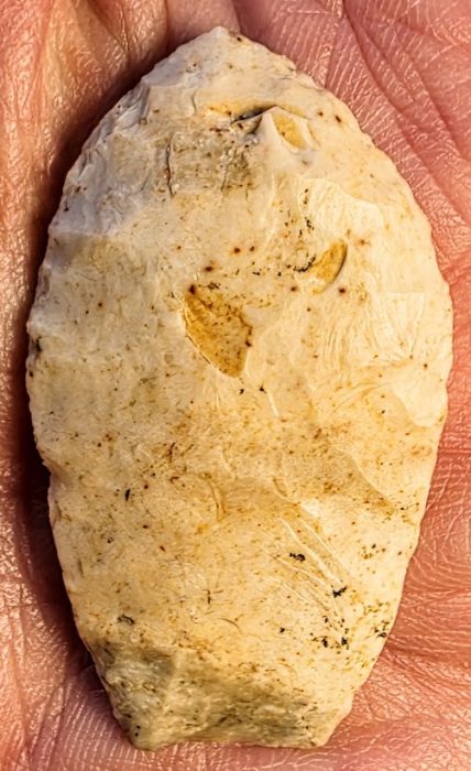 Rare Paleo Holcombe Point - Michigan - Rogers COA