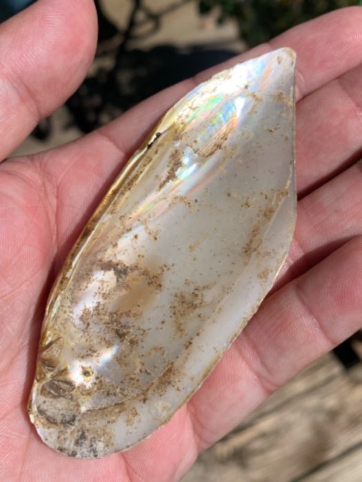 Rare Ft Ancient Shell Spoon- KY
