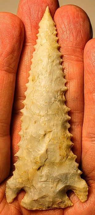 Elegant Serrated Pine Tree - Illinois - Rogers COA